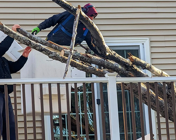 Tree removal services in Salem New Hampshire