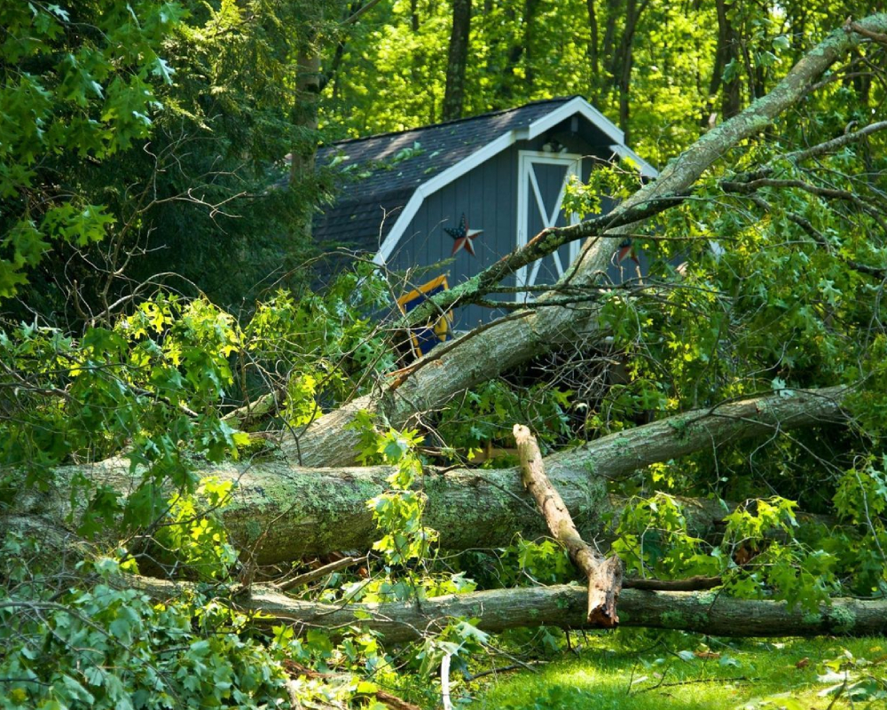 Emergency tree services Emergency tree services